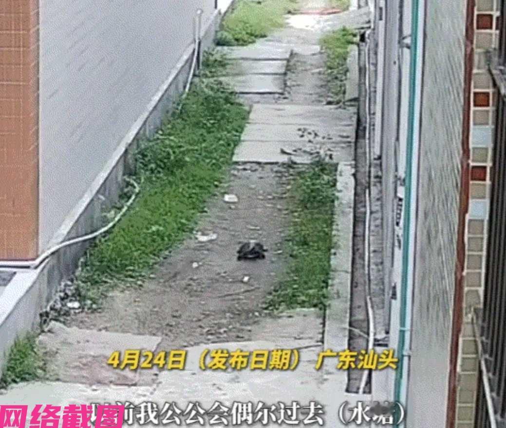 广东汕头有个老人，习惯平时在附近的池塘边看见乌龟就喂食一点，时间久了也就喂熟了，