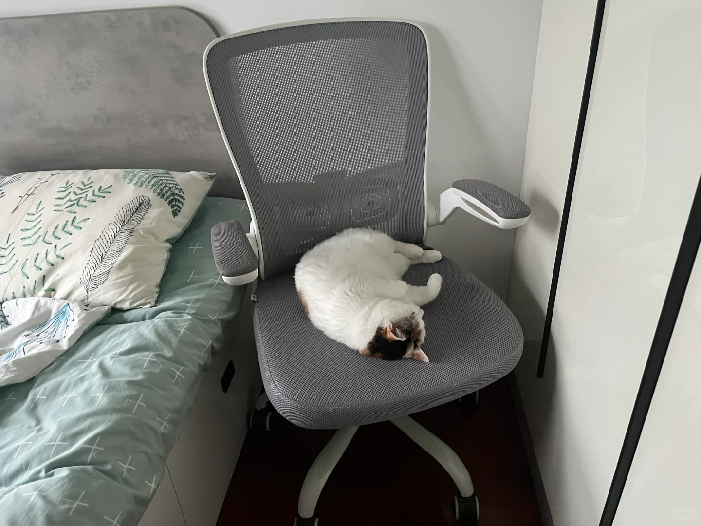 人从主卧起床了，猫还在次卧睡懒觉！