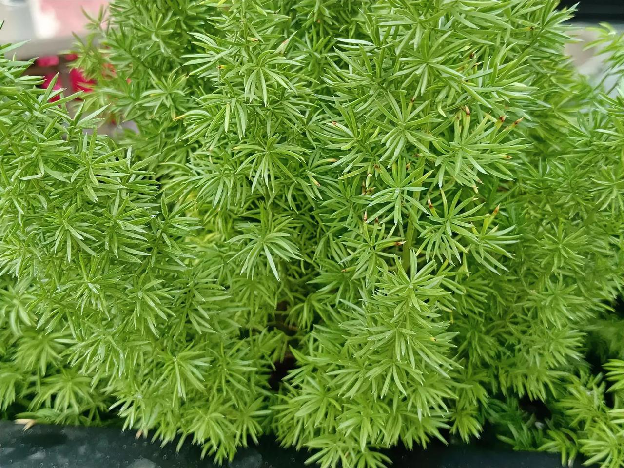 古代，有一种官职奇葩到连皇帝后宫妃嫔们的月经都要管。

专管皇帝后宫妃嫔们月经的