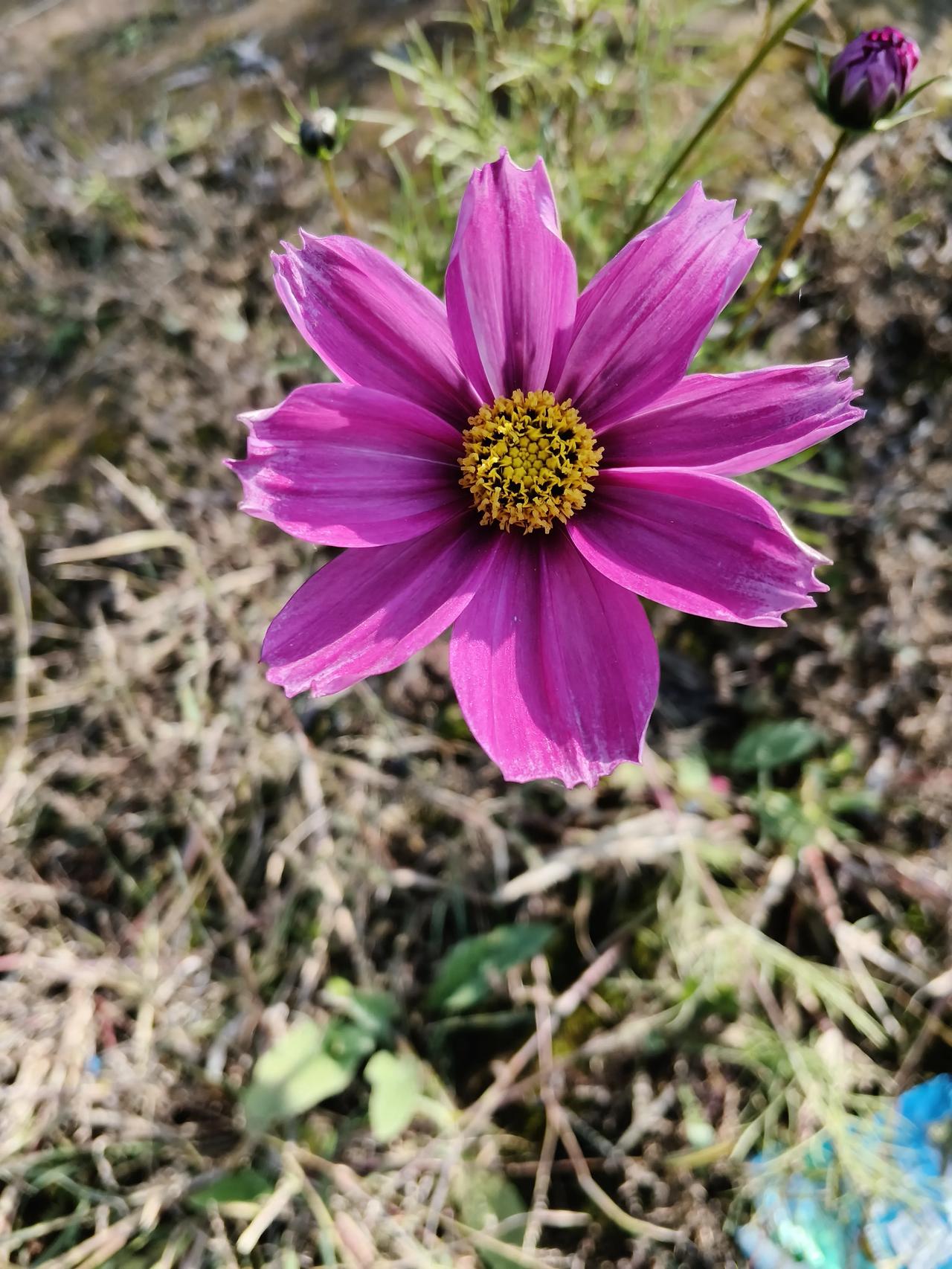 在这里还能品尝到兰州的三泡台呢！