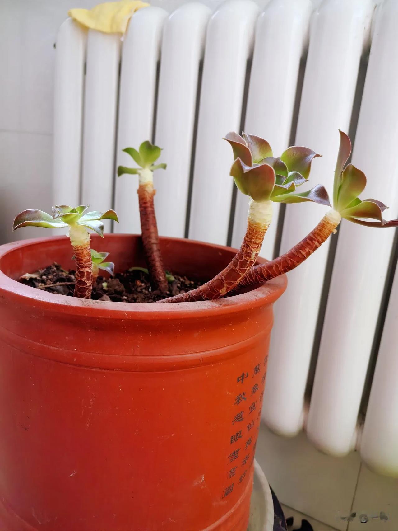 家里养的两盆莲花掌看着太普通了，刚才突发奇想，把叶子都给掰了，最后掰成这样的两盆