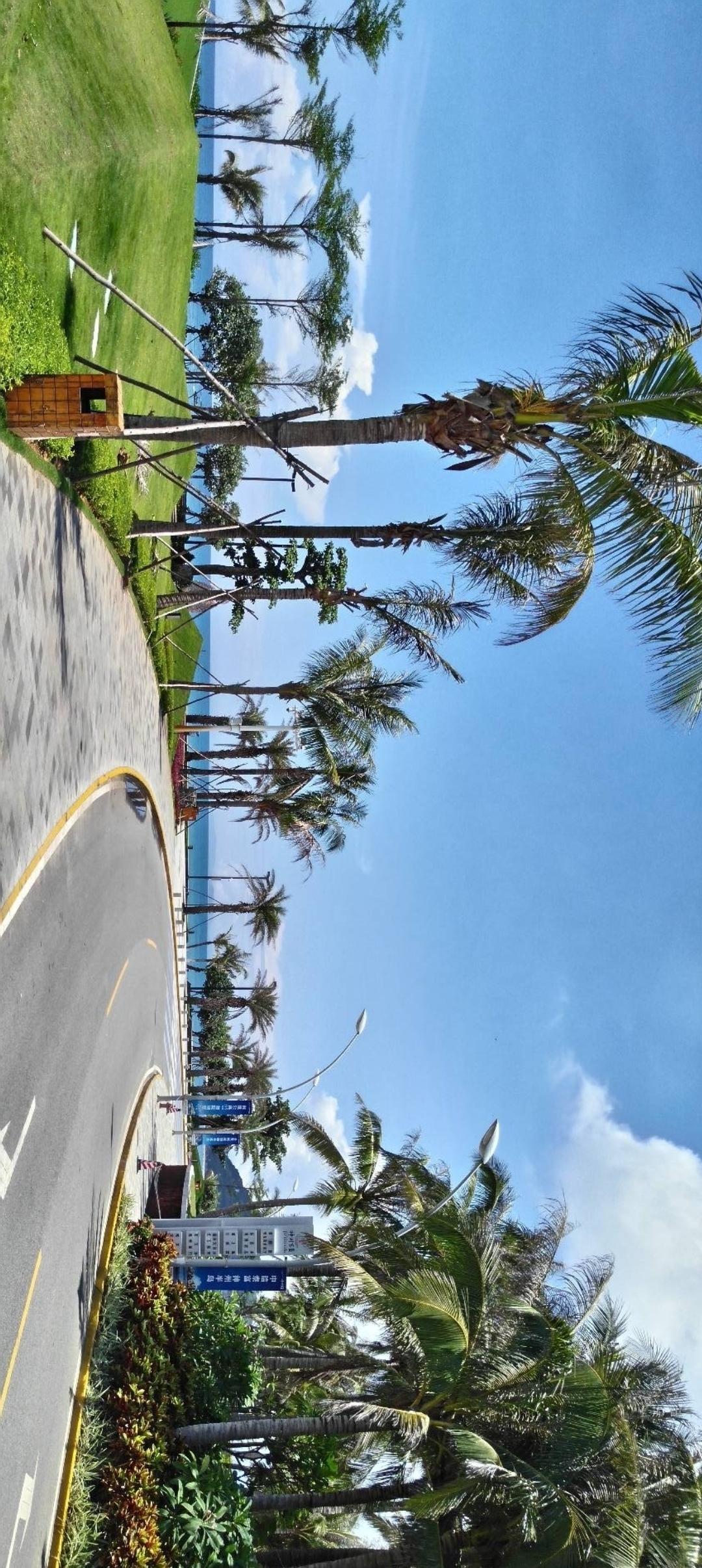 阳光明媚的海边小路，绿树成荫，微风拂面，好不惬意！🌴🌊🌞