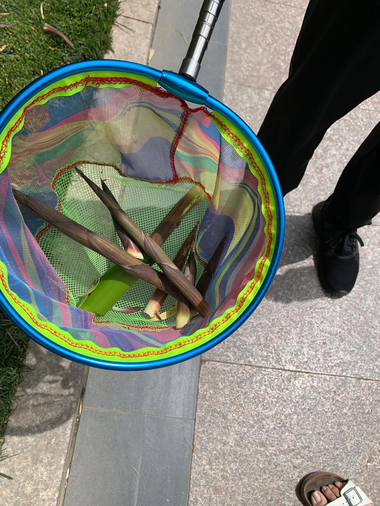 北京这样的竹笋也是能吃的，拔几根炖个汤很鲜美，南方竹笋已过季节，北京正好，很多人