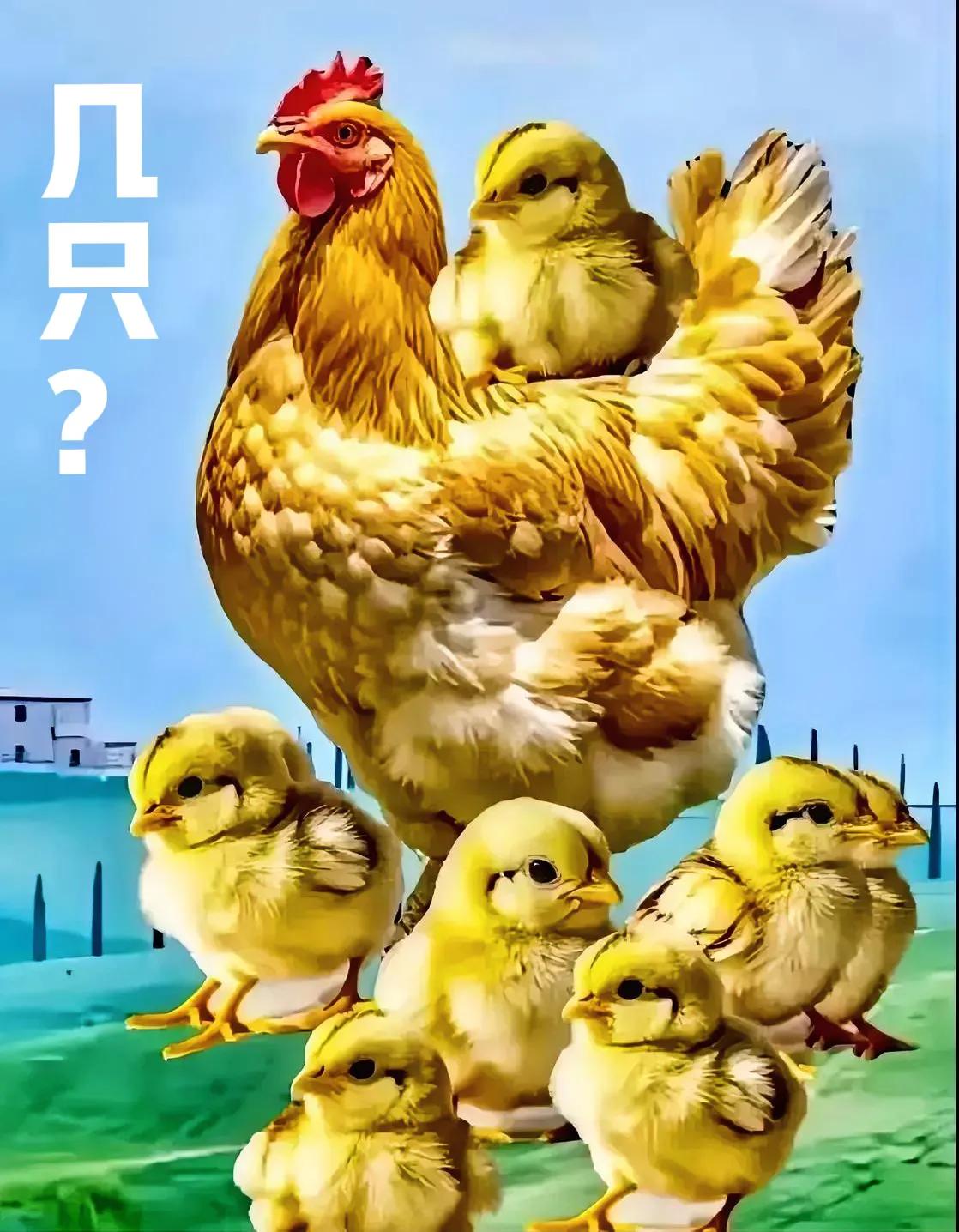 考眼力，究竟几只小鸡？