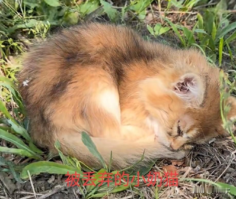 上百只品种猫被扔后续：猫已被收治，全靠好心人送医及时。
沈阳郊外，一百多只小奶猫