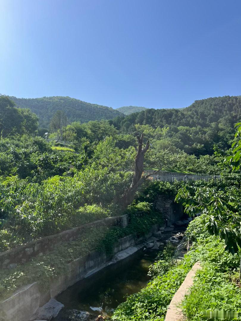连续暴雨后，阳光真好啊，我听见植物疯长的声音🌞。过去北京甚至整个北方，长期被攻