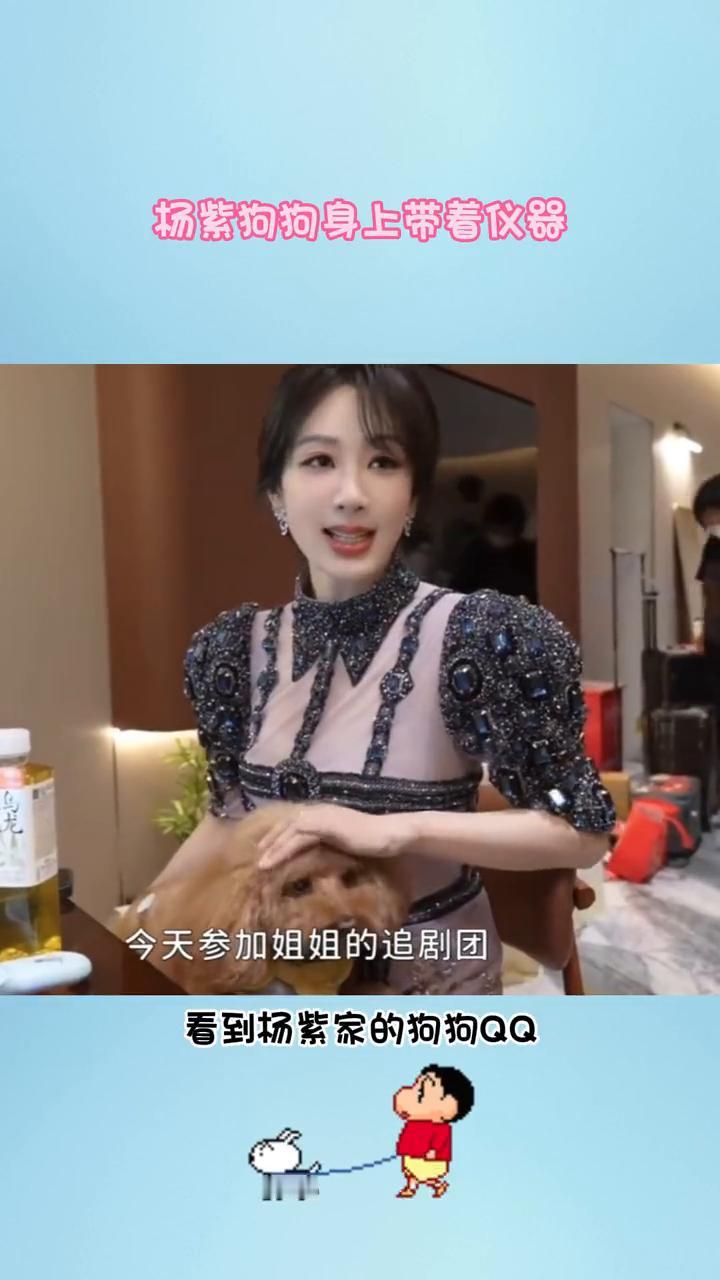 杨紫狗狗身上带着仪器。
还是第一次听说狗狗也会得糖尿病。看到杨紫家的狗狗QQ，身