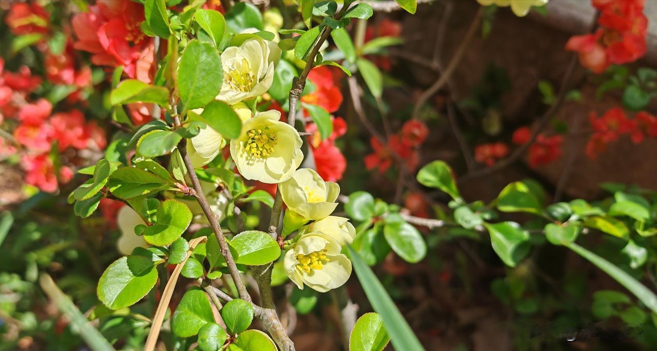 贴梗海棠，又名邹皮木瓜。