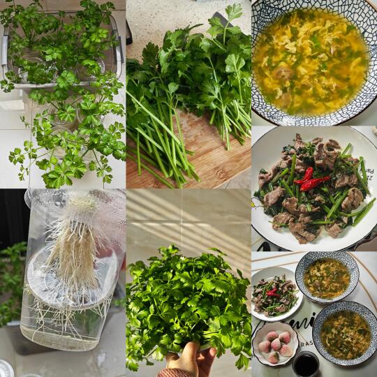 邀请亲爱的禾来见证我水培小香芹的丰收~