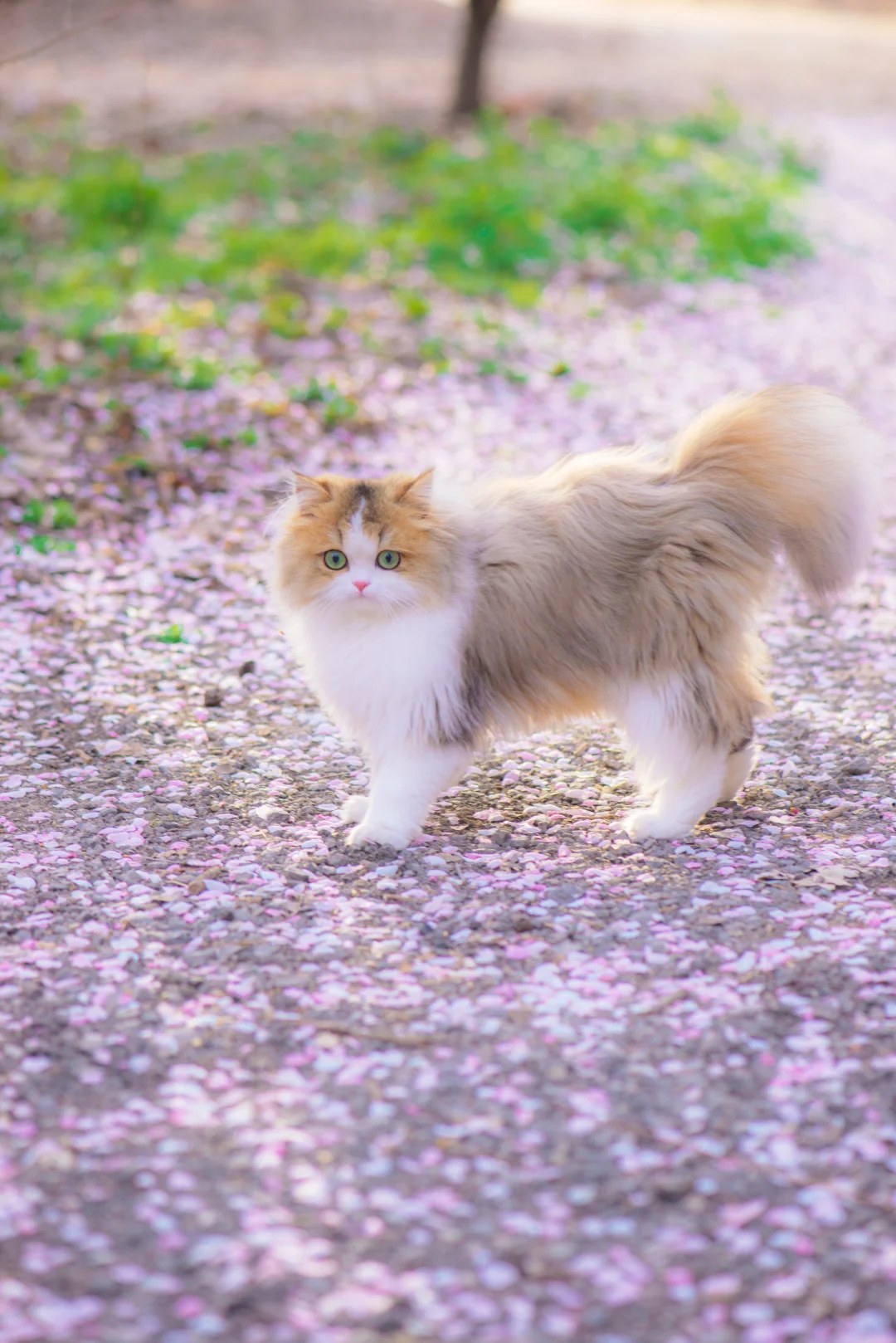 樱花树下站谁都美🌸