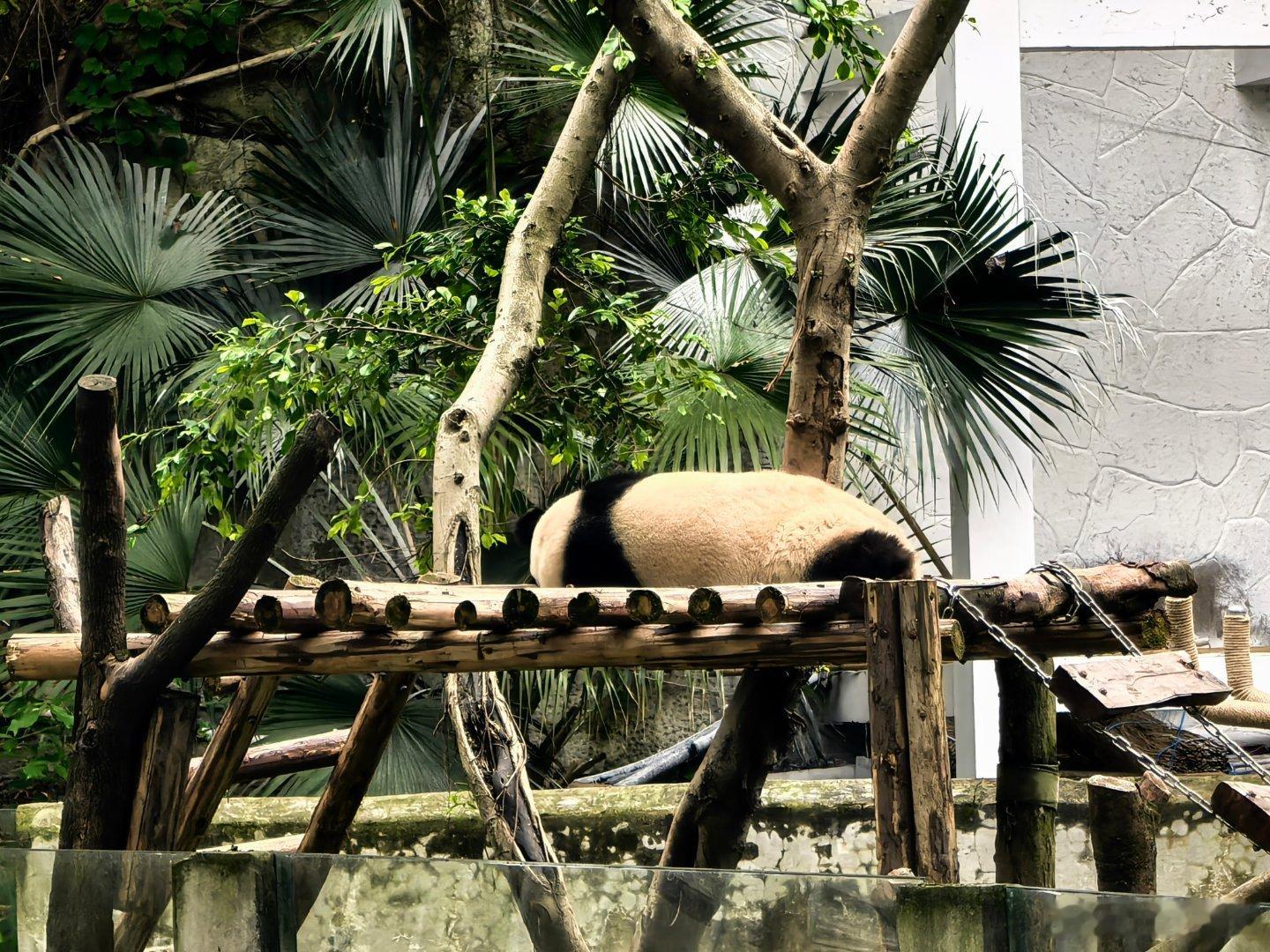 奇珍也在睡觉。 