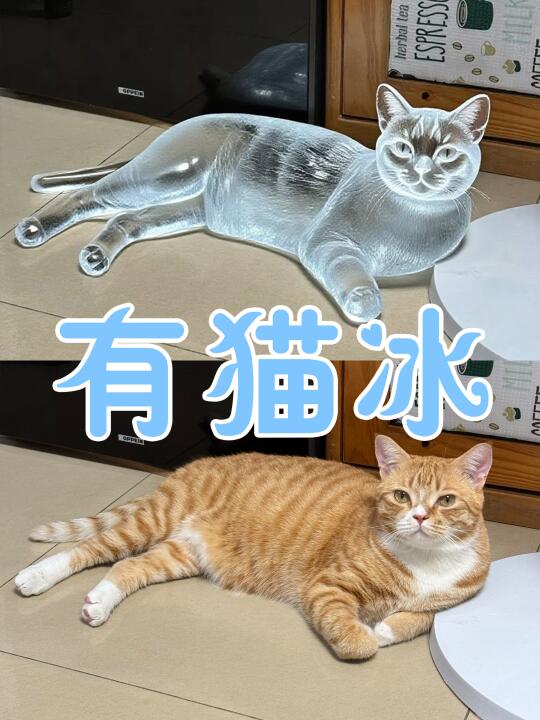 哇！有猫冰！！！猫冰！！！