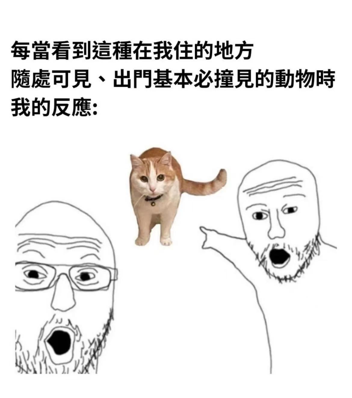 哇猫猫 
