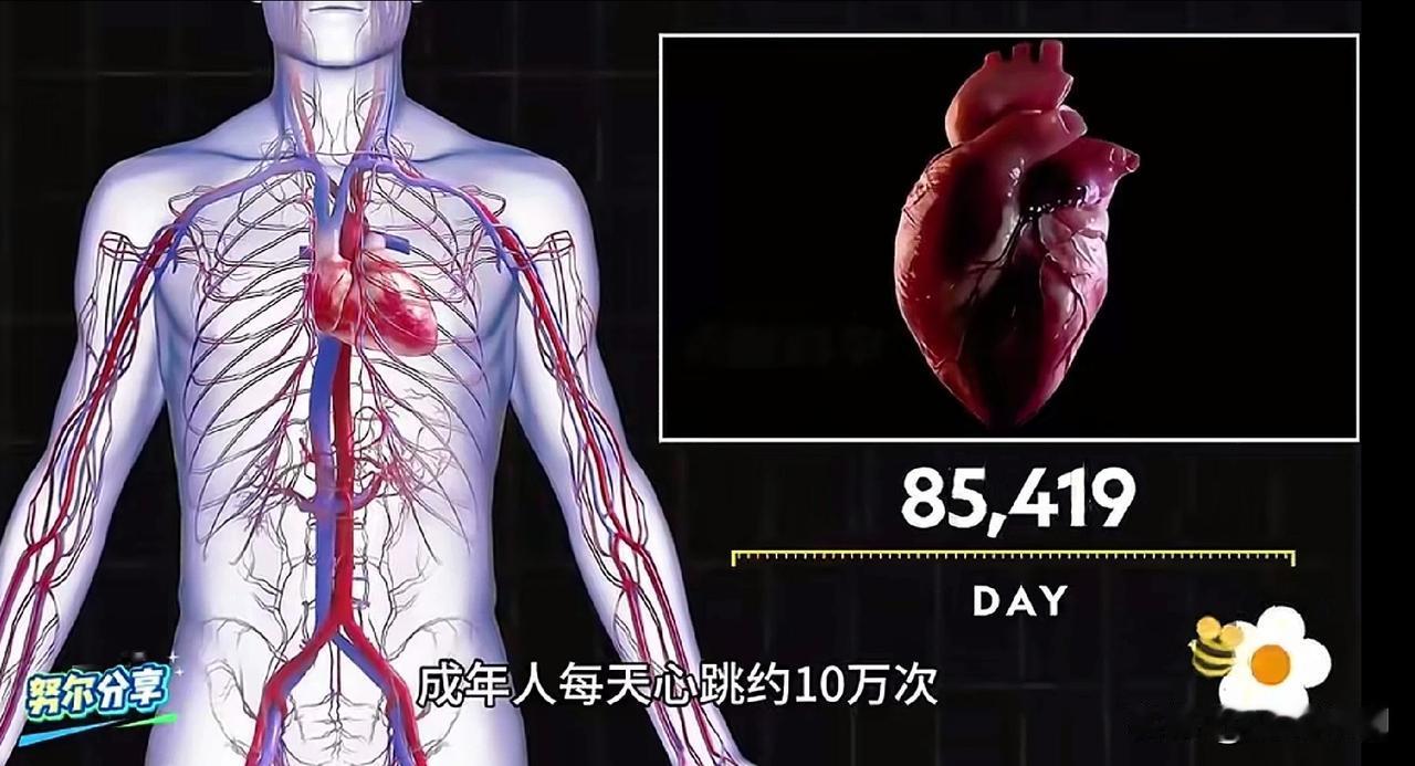 知道吗？我们的心脏堪称身体里最勤勉的“永动机”。
作为维持生命的核心引擎，
它一