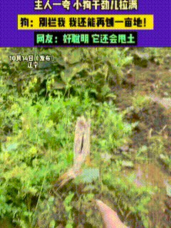也太不经夸了！主人带狗狗下地干活，刚开始是主人在刨根，狗狗在一旁看着学着，没过一