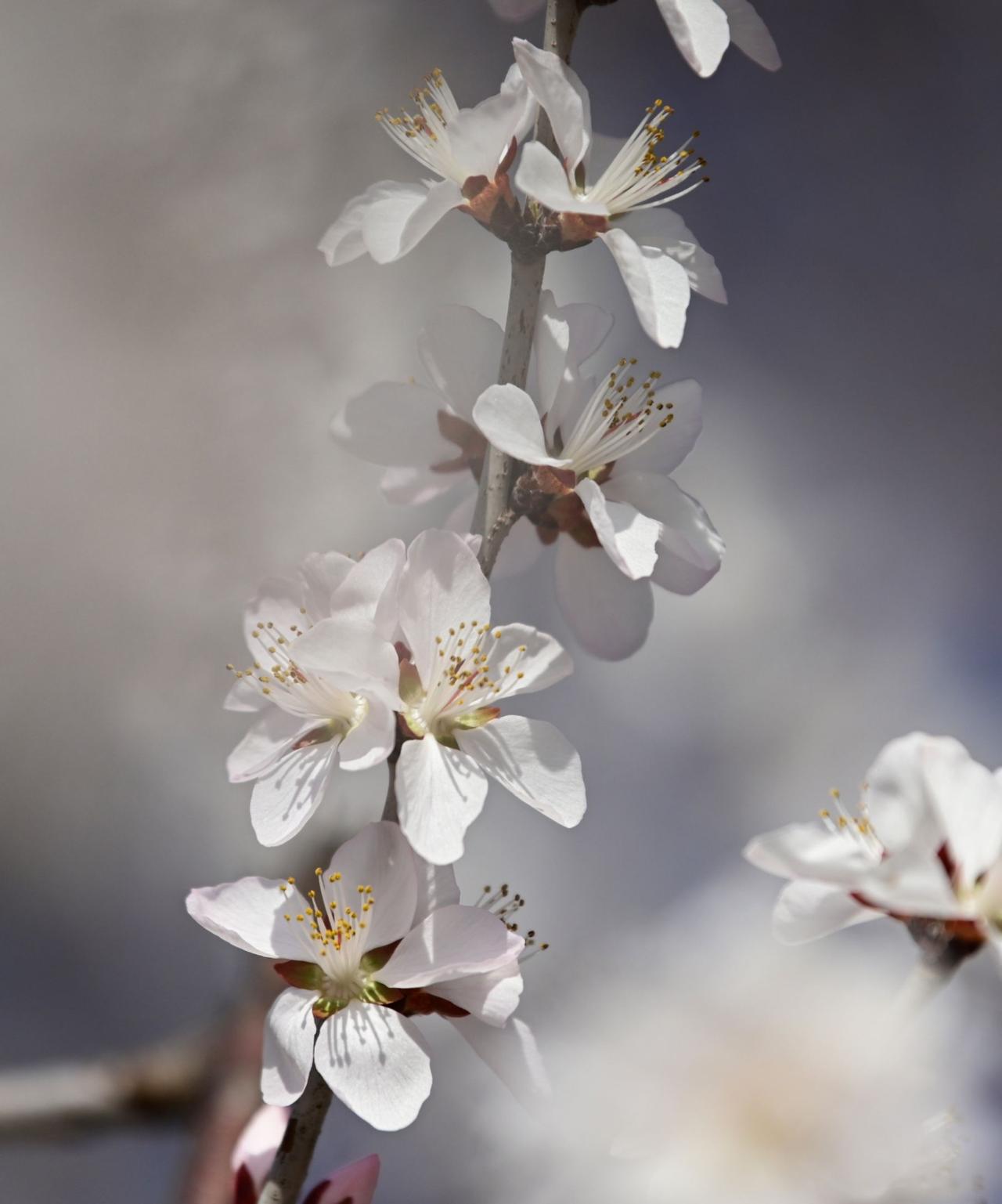 没有一朵花从开始就是花。长冬有尽，枯木簪春。你不是枯树，你是我的春天。好景难遇，
