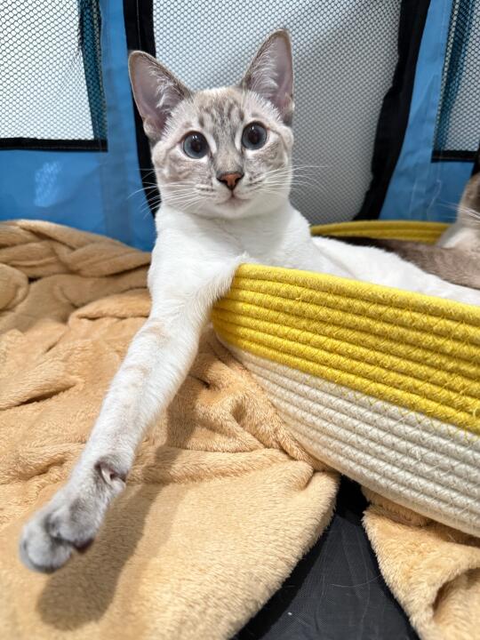 可怜的人类 还要补班😼