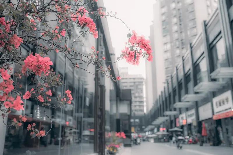 春日渐浓
风拂去最后一丝寒峭，暖阳漫过窗棂，温柔了眉眼。枝头抽芽轻摇，溪水解冻叮