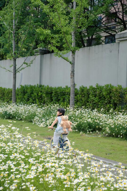 武汉无人雏菊公园｜小雏菊盛开的夏天