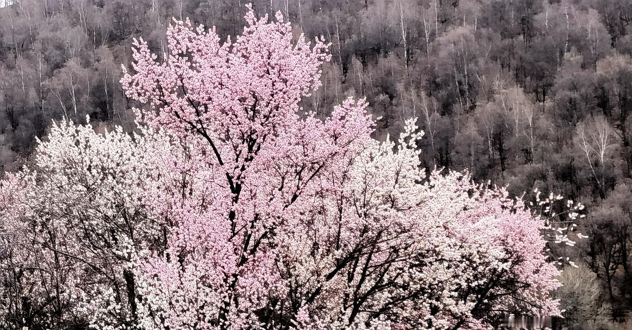粉黛春光里，花影映山川。粉黛田间风光 花间粉黛