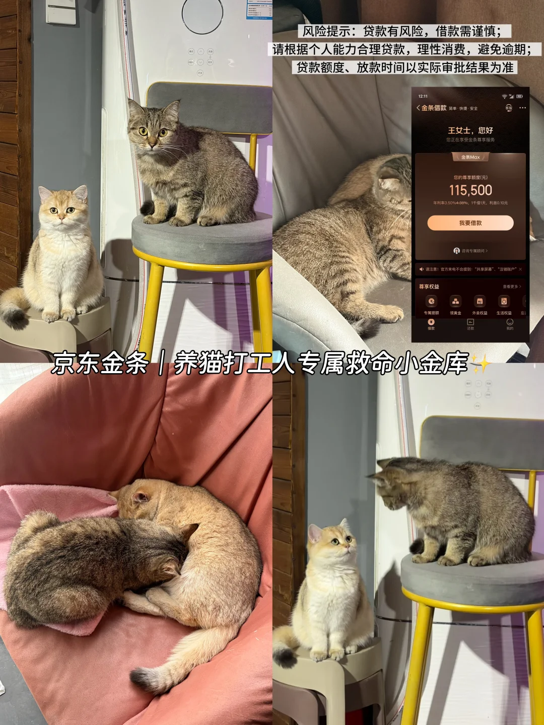 京东金条｜养猫打工人专属救命小金库✨