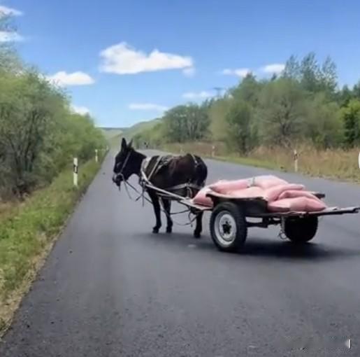 内蒙古国道无人毛驴车，
车主被找到了，
和大家猜的差不多，
这个车主……
确实是