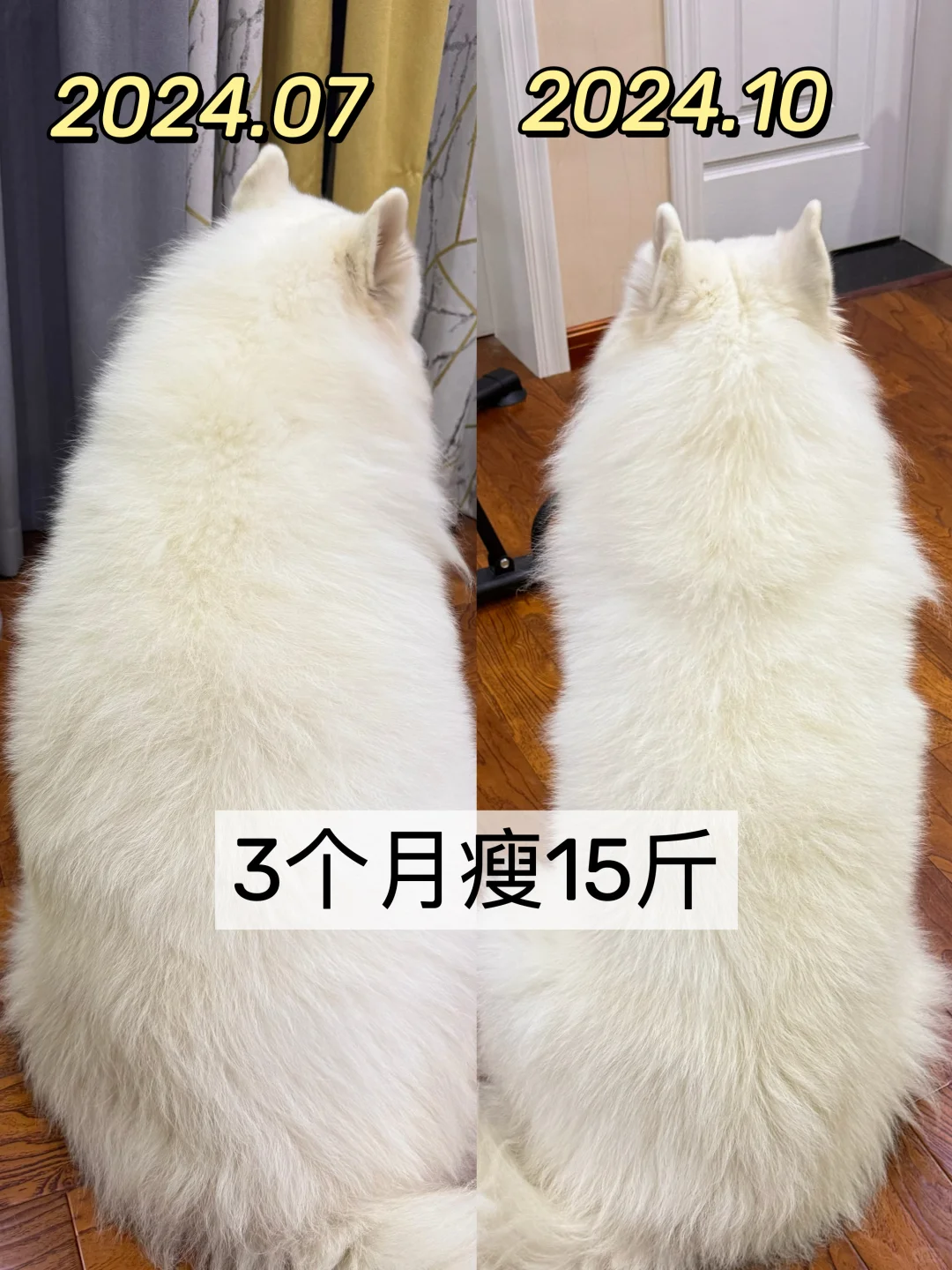 我家的超级大胖狗终于瘦下来啦！！！