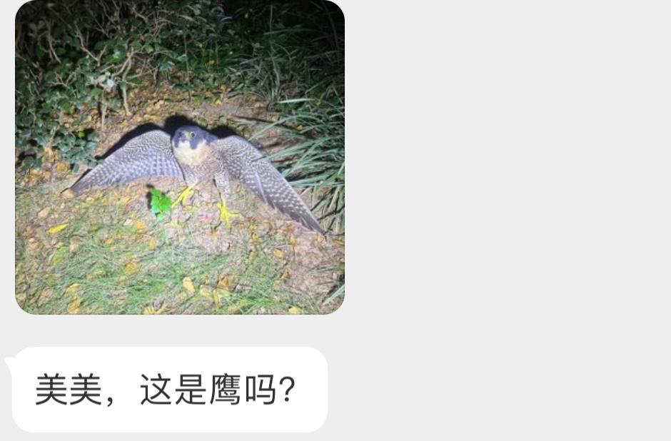 呆若木鸡的【游隼】（二级保护鸟类它现在比较害怕，一脸惊恐 ​​​