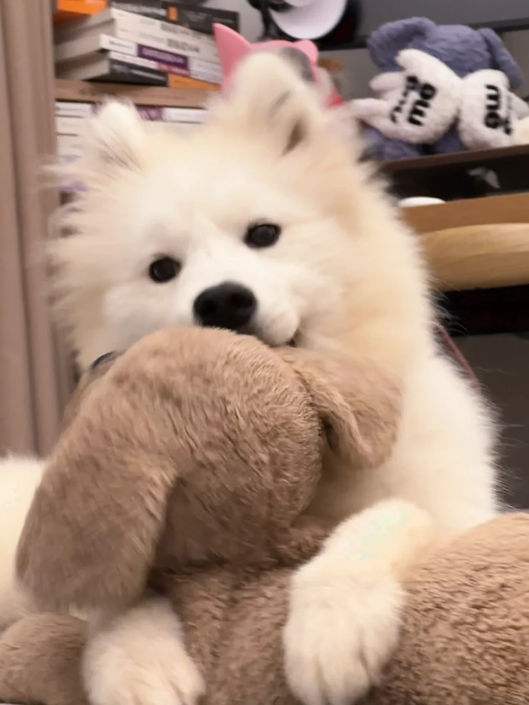 报告姐姐！今天我和小狗相处的也很愉快噢