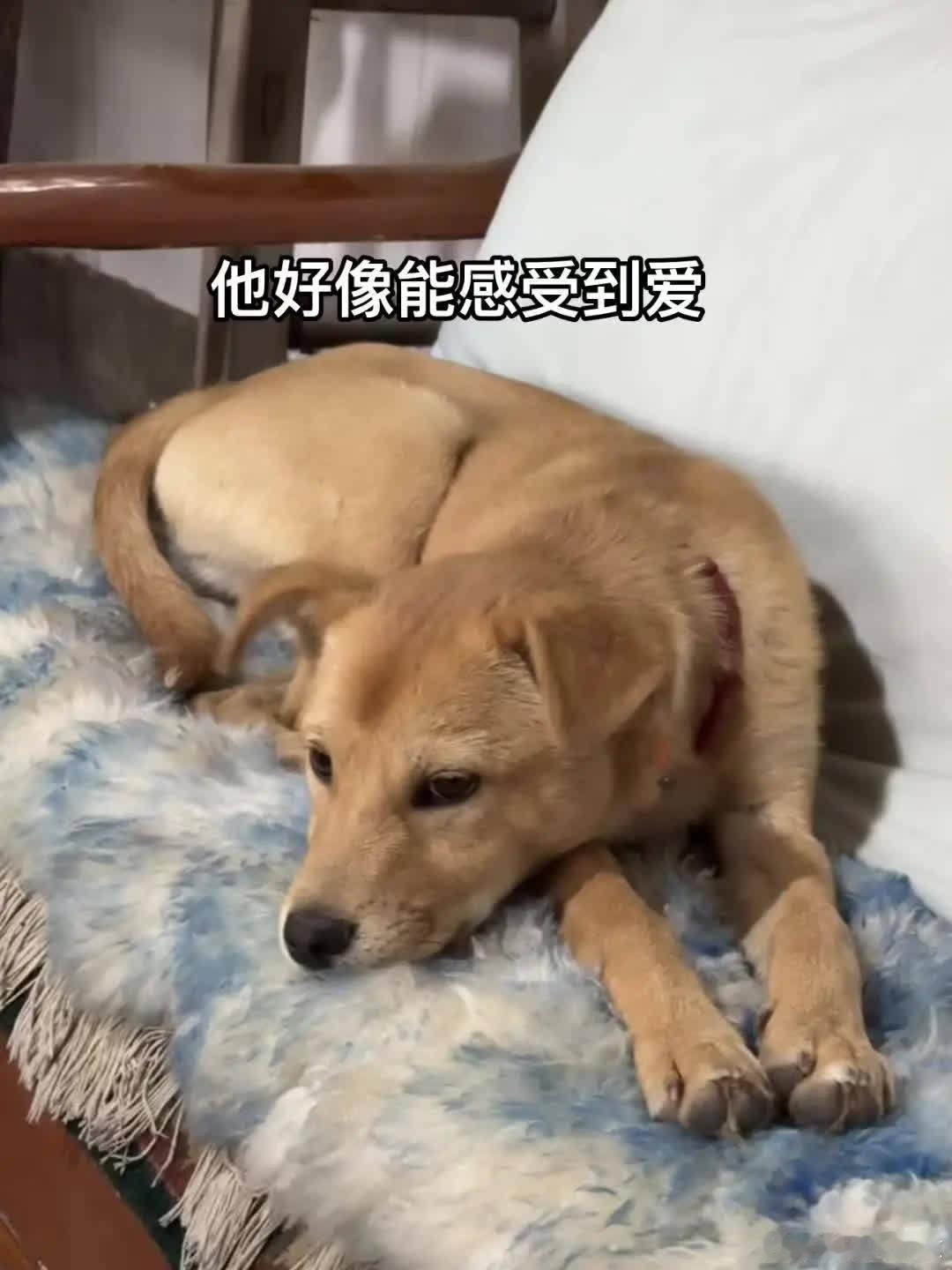有我在 你会一直被爱萌宠宠物