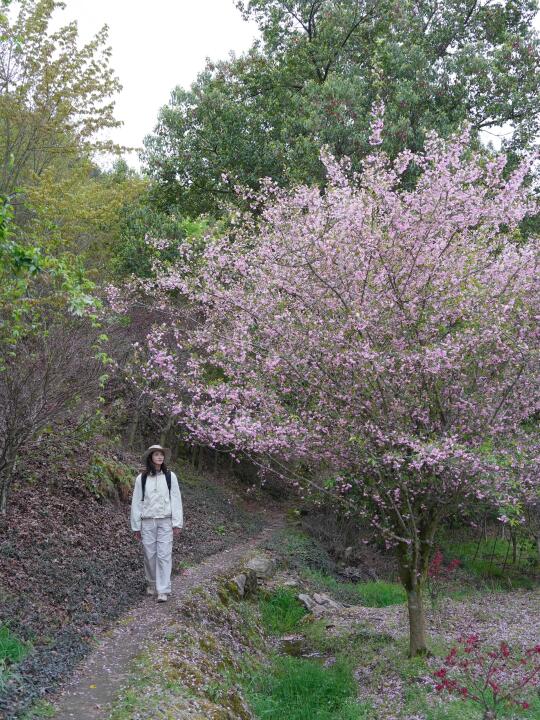 宁波爬山徒步｜山花烂漫 溪水古道