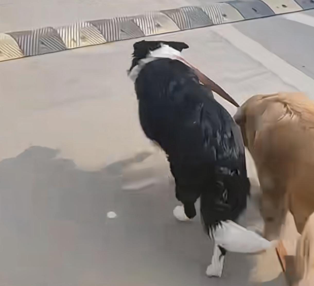 边牧为什么当不了警犬，
我觉得是这家伙有智慧，
到关键时它会考虑你有枪，你先上！