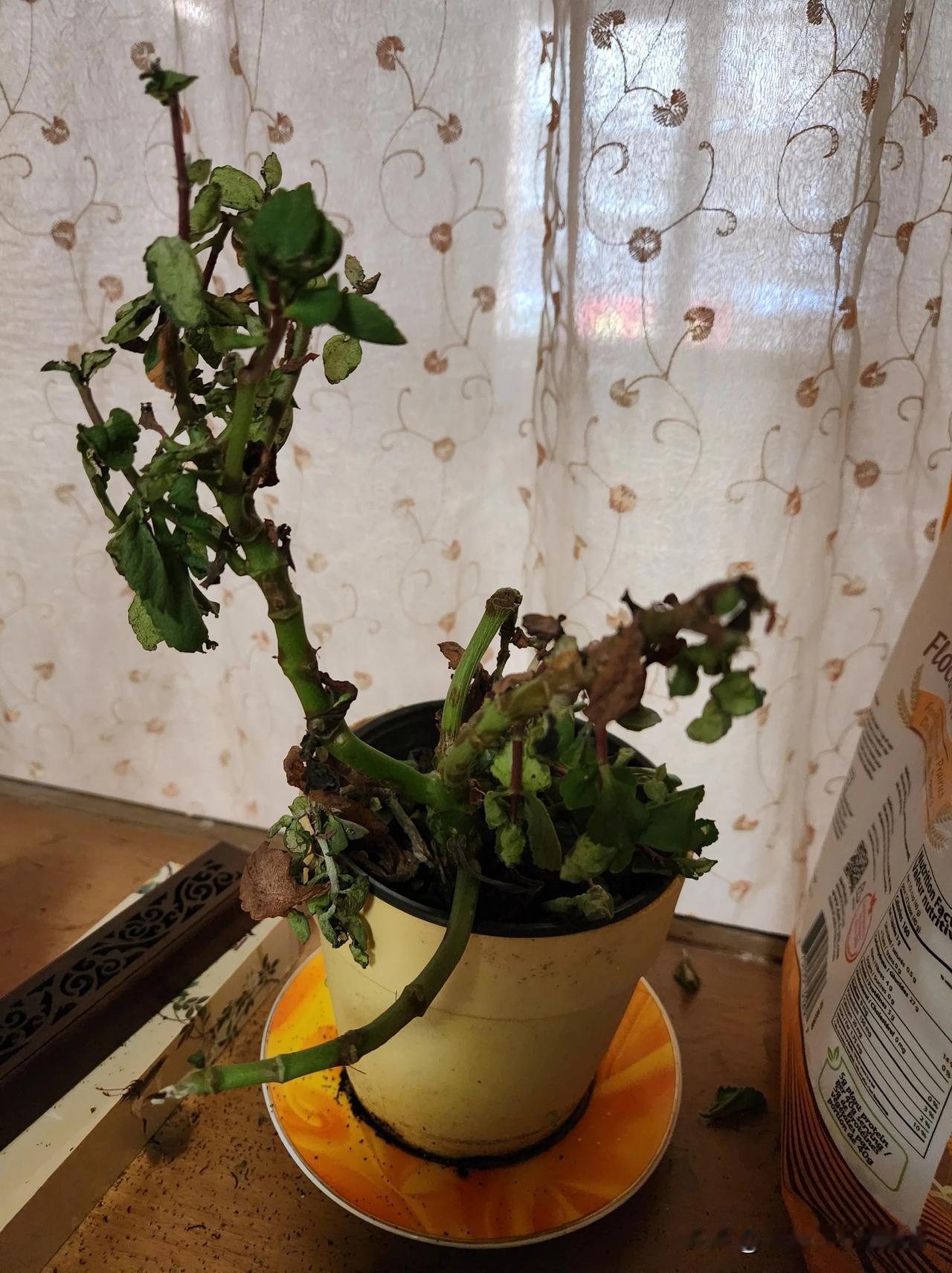 一盆长寿花🌼，养了一年多了，夏天出差2个月没人管也顽强地活了下来。出差回来看见