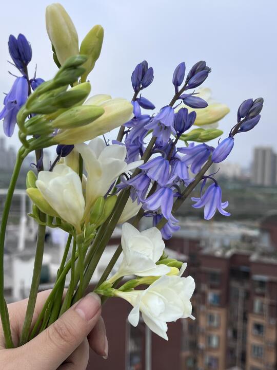 春天就是要种这种铃铛状的花花呀