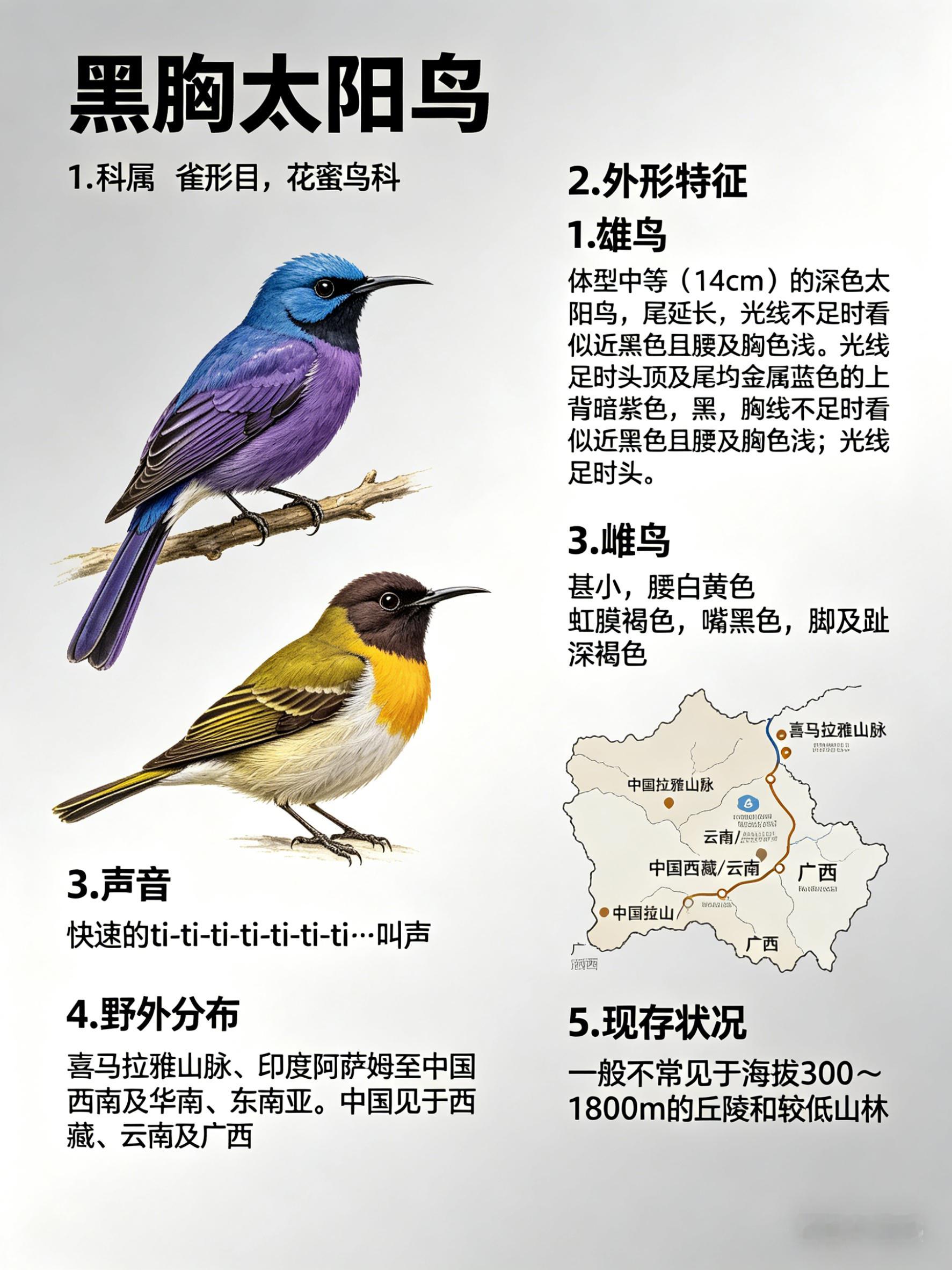 鸟类朋友图鉴 黑胸太阳鸟·科属：雀形目，花蜜鸟科。·外形特征：雄鸟：体型中等（1