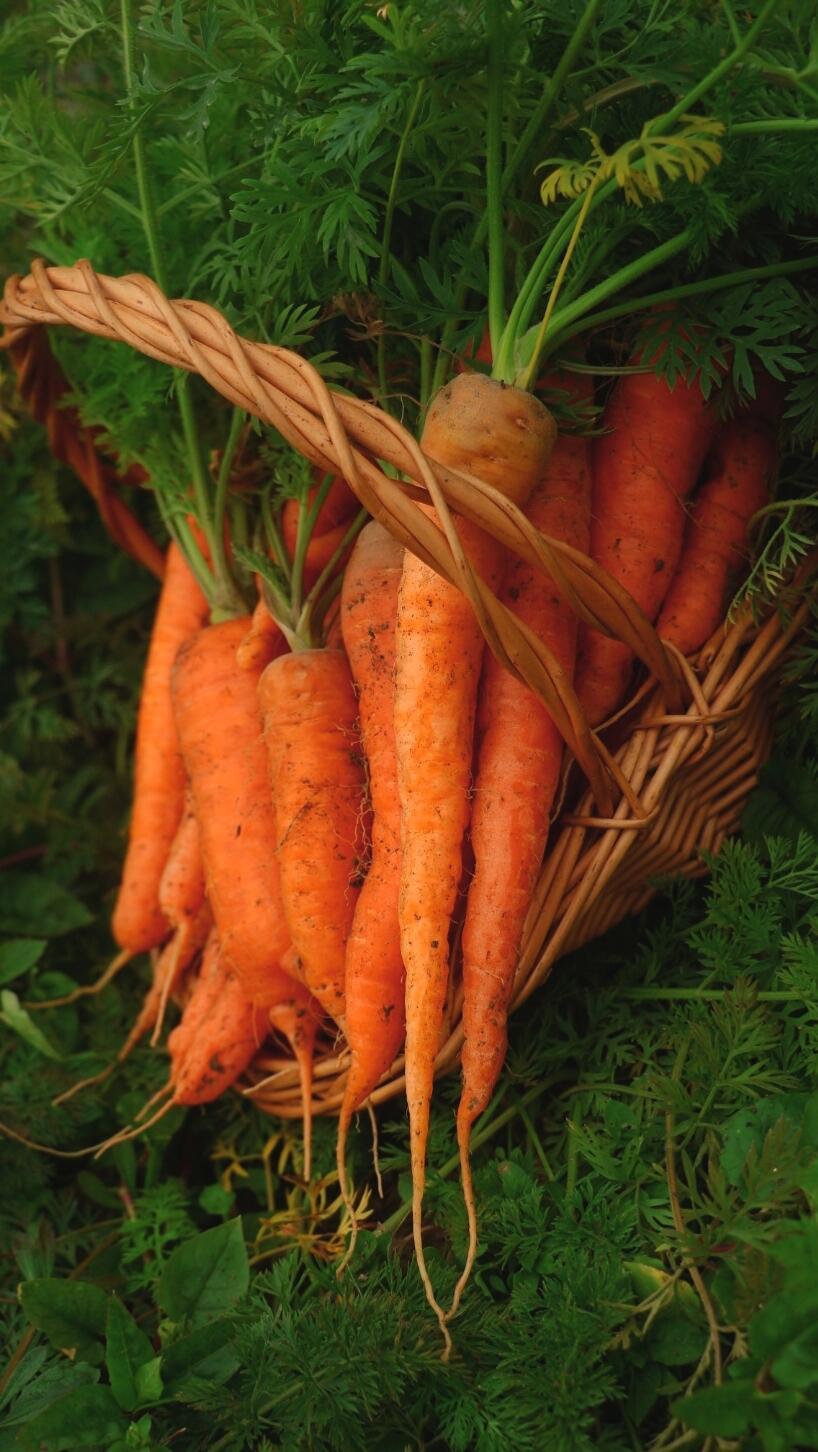 暖春里的胡萝卜与小兔子春风拂过小院的泥土，带着清甜的草木气息，我蹲在田埂边，看着