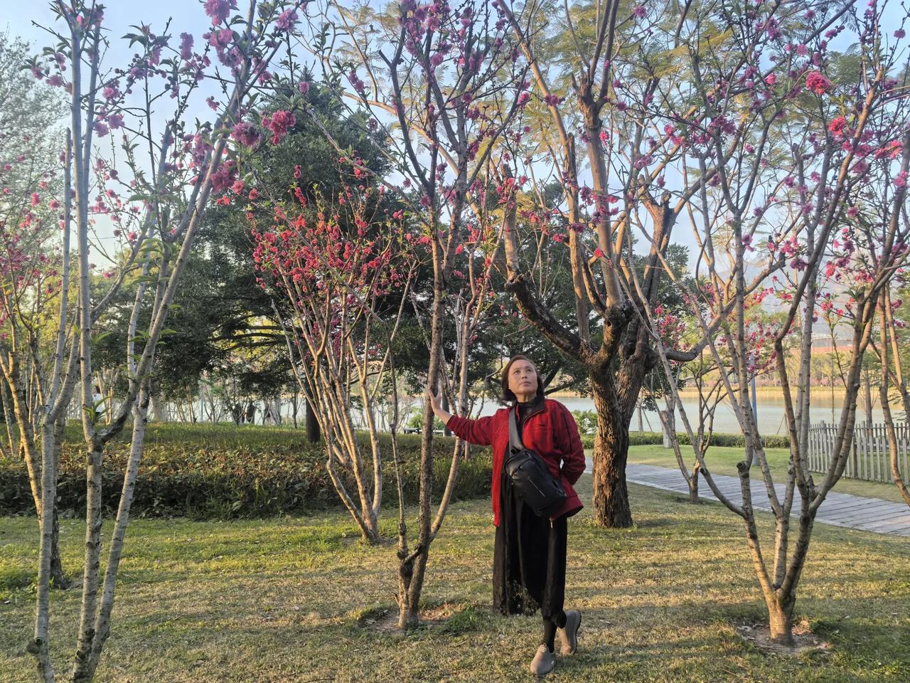 西湖桃花岛上桃花正盛开，注意墙上框内的不是画，而是湖景，与窗构成美图，从.岛上廊