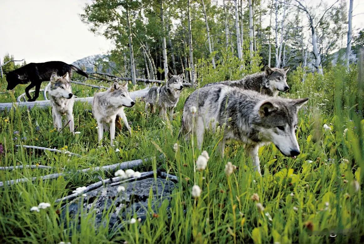 狼居然开始学吃草了。
因为自然规律，年迈的头狼逐步会被年轻力壮的狼取代。但有一个
