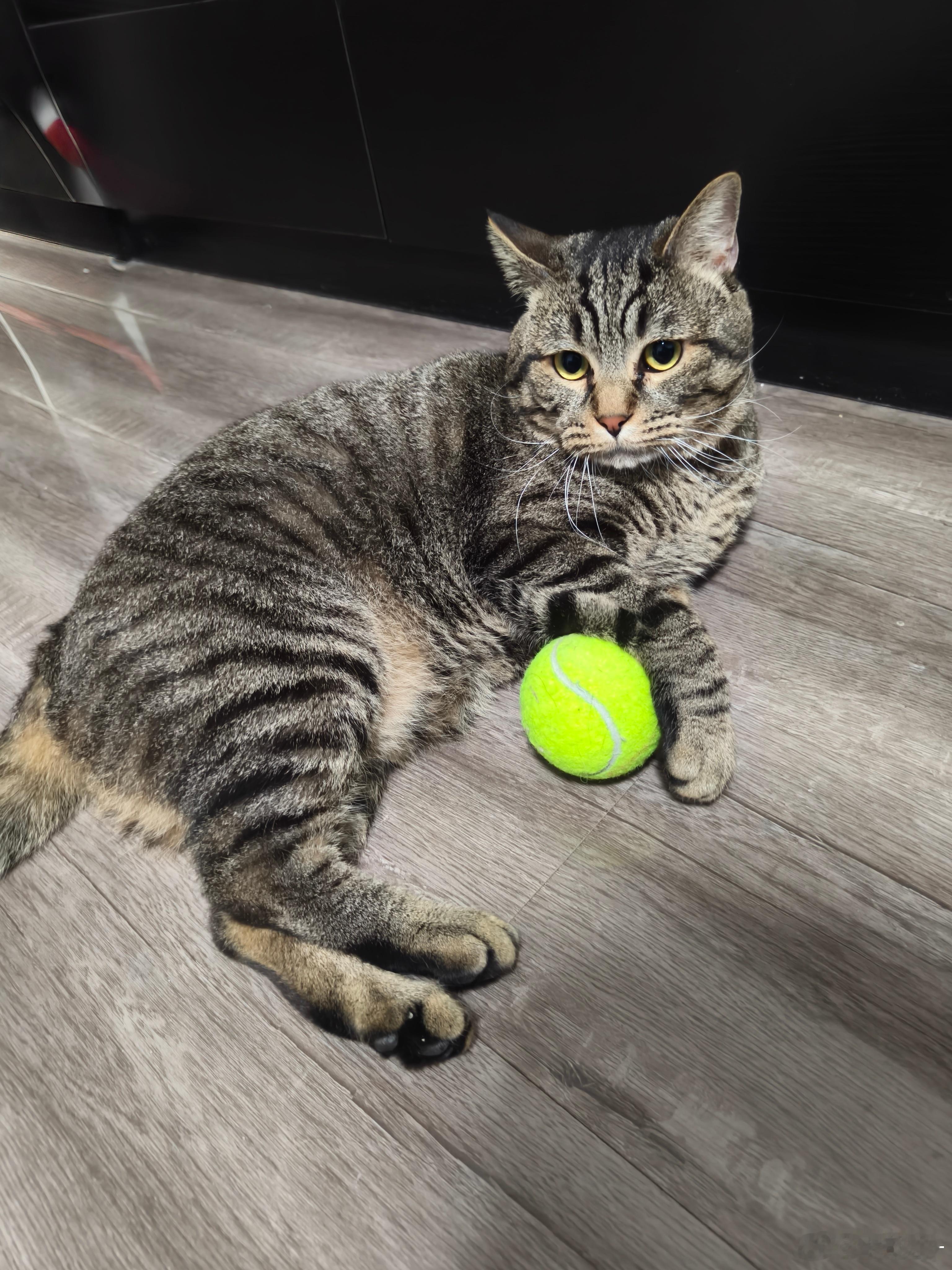 哈哈哈小狸花猫也是澳网进行时~怎么突然间很粘人了...这很澳网澳网2026