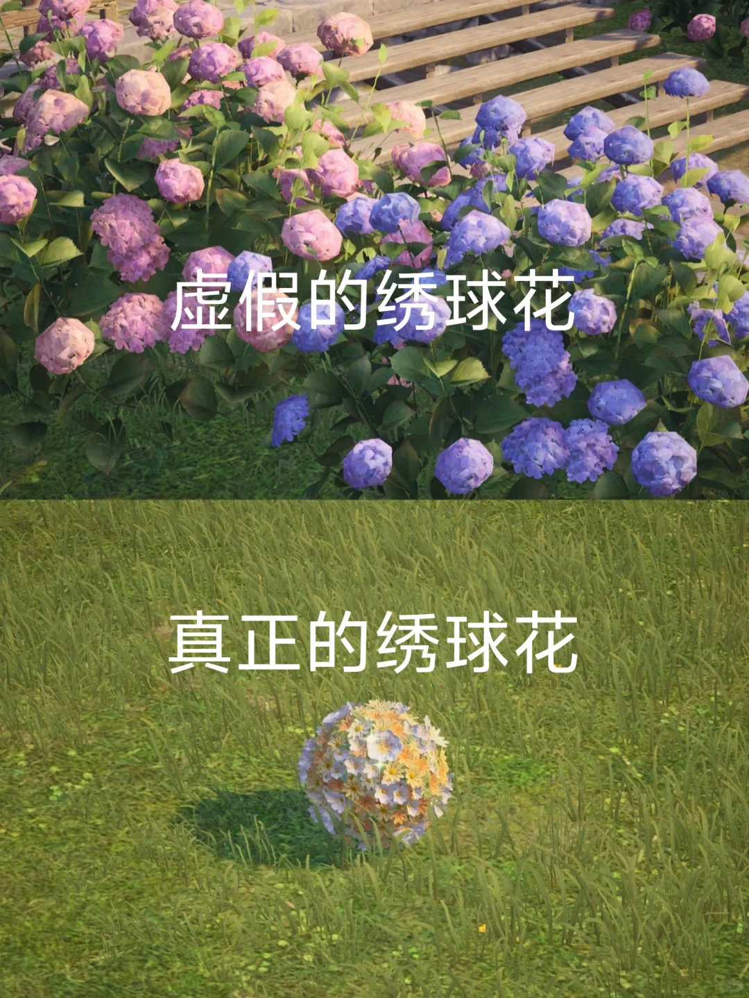 虚假的绣球花 VS 真正的绣球花你的绣球花是哪一种呢[哇]？  