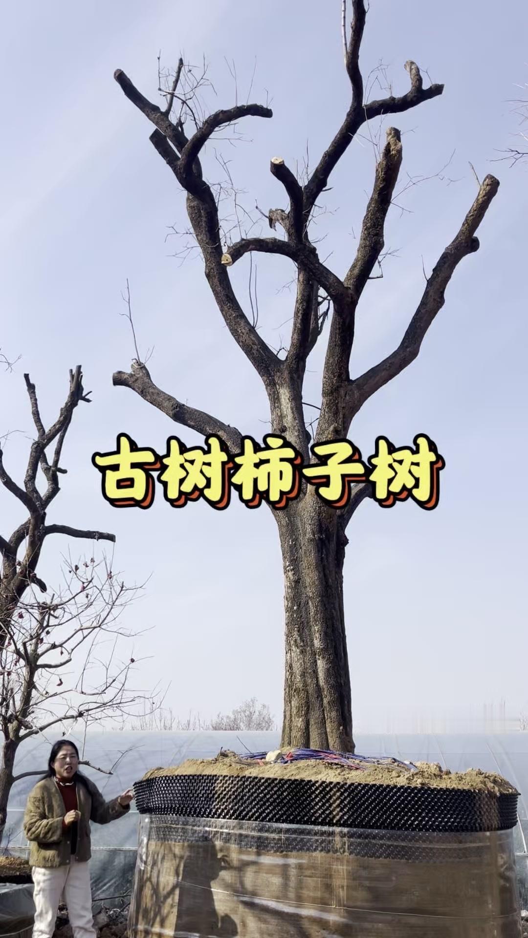 不是所有柿子树都能镇住这种场面，看这棵百年柿树，规格在六七十公分，高分枝骨架非常