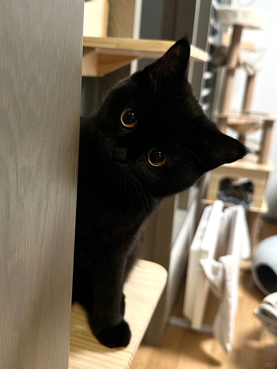 我会一直看着你！看到你喜欢我为止！