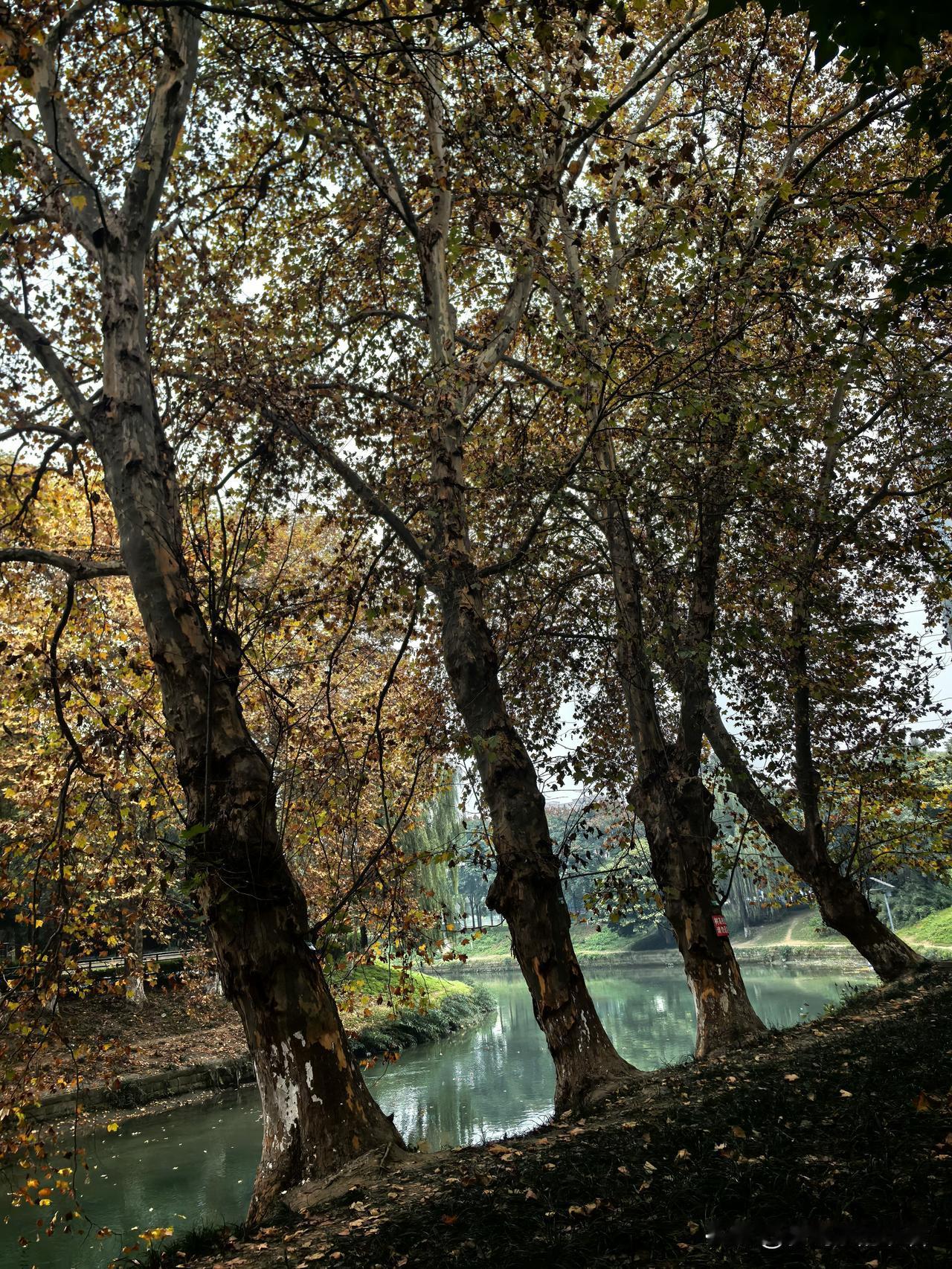 随手拍路边美景！