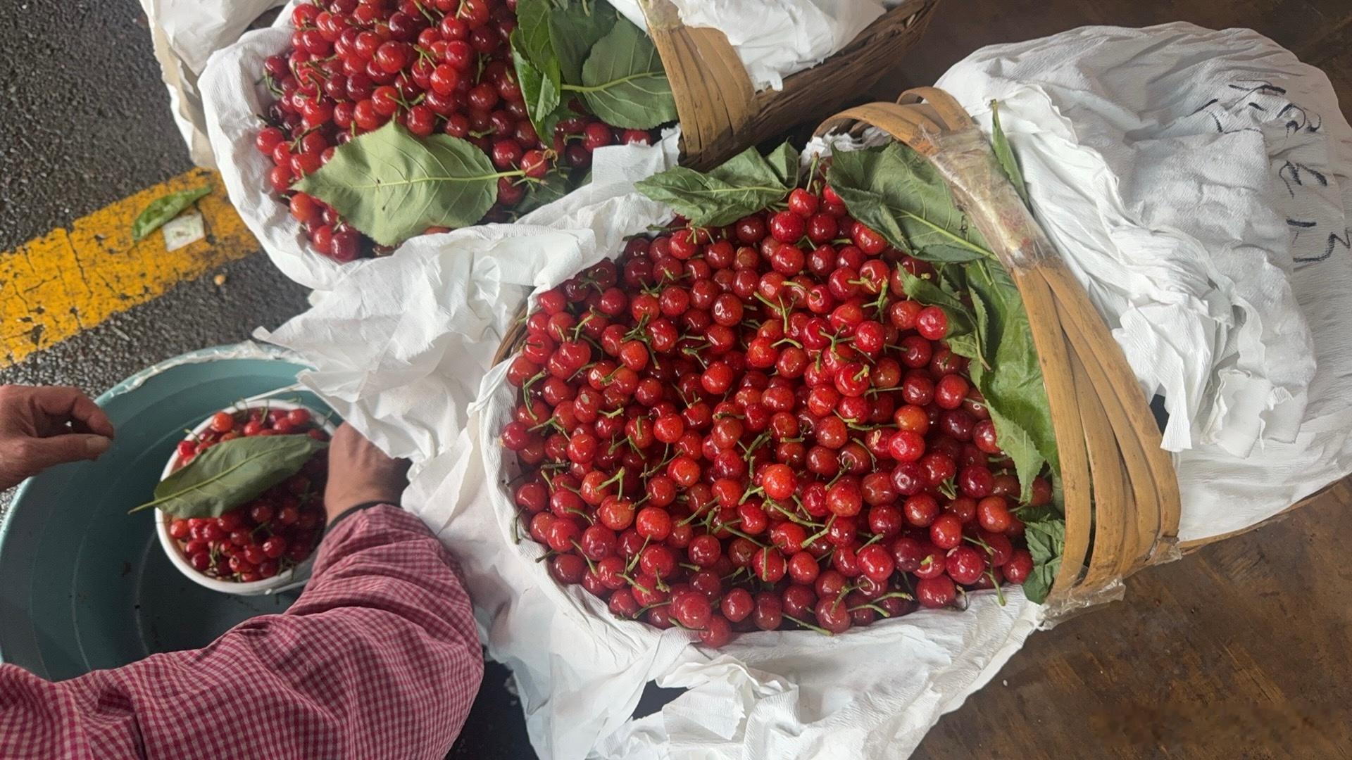 今年樱桃的价格完全被打下来了，可是发现自己吃不动了