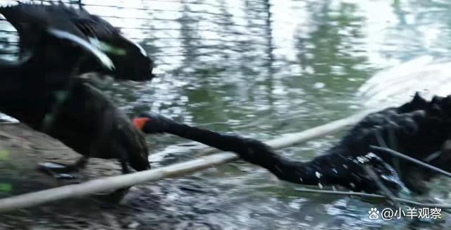 武汉出轨“渣公鹅”和小三一年都不蛋，看来老天对出轨的其他动物也是要惩罚的。
武汉