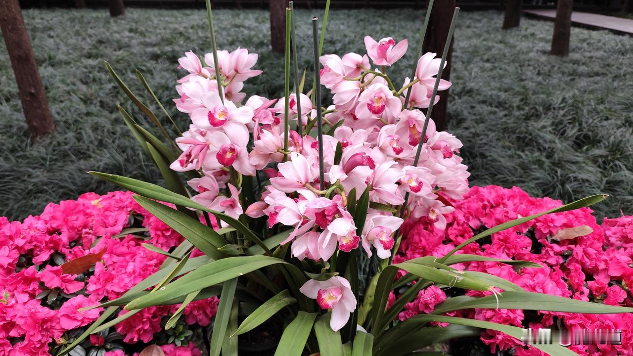 随手拍公园花草花开争奇斗艳