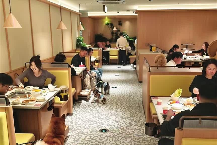 现在养宠物的人越来越多，毛孩子早就成了很多人的家人，出门吃饭想带着，这份心情我特