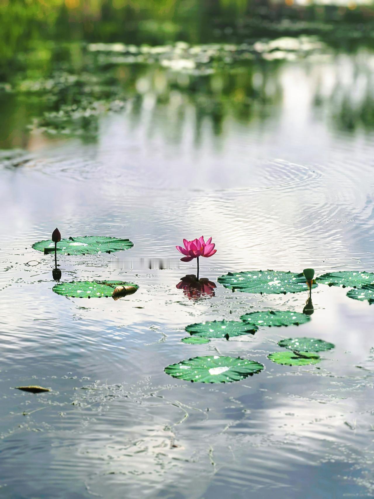 ，什么花都行