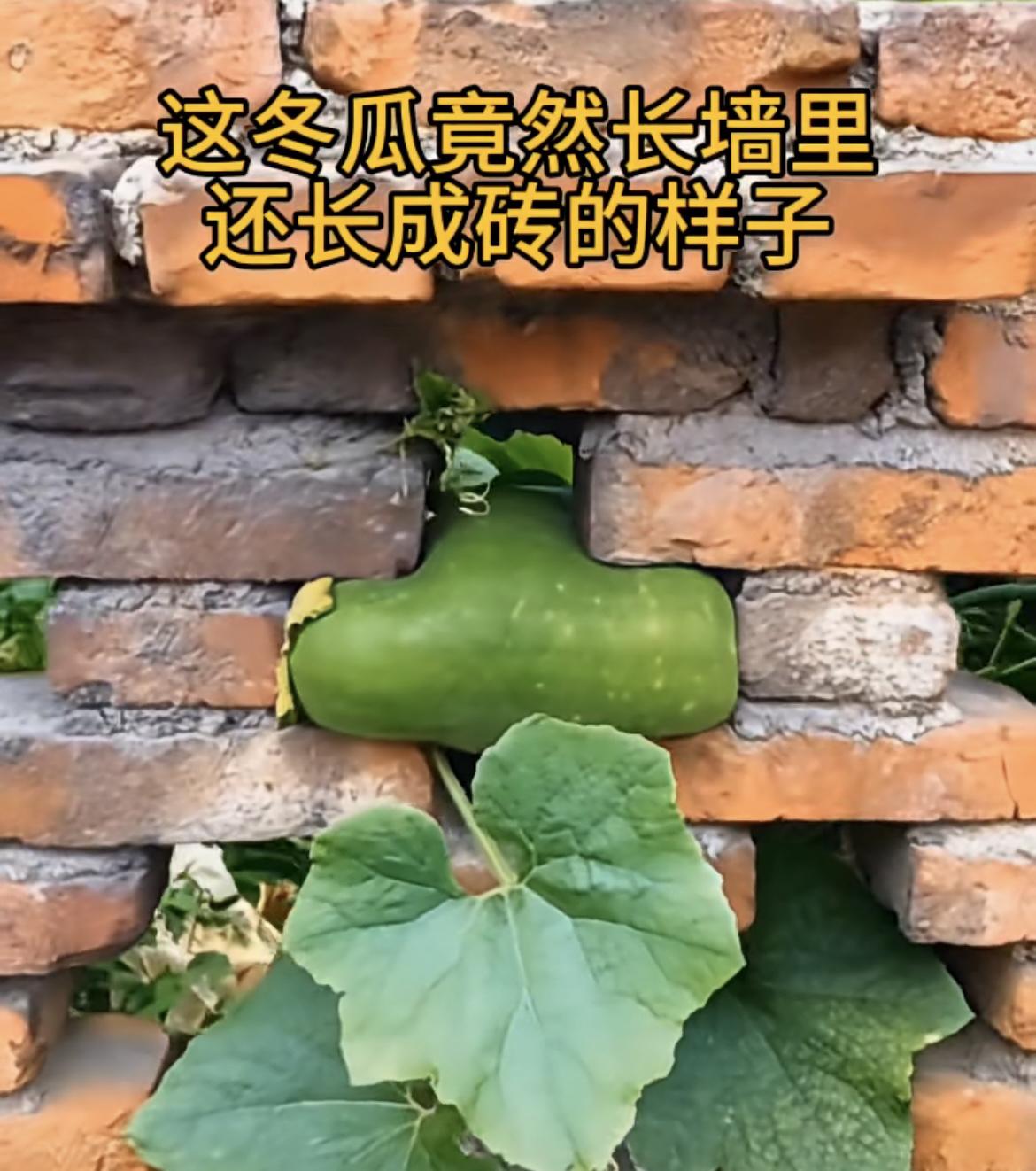 我的今日状态：😁轻松愉快
我这里的天气：☀️晴天
这冬瓜竟然长墙里，
还长成砖