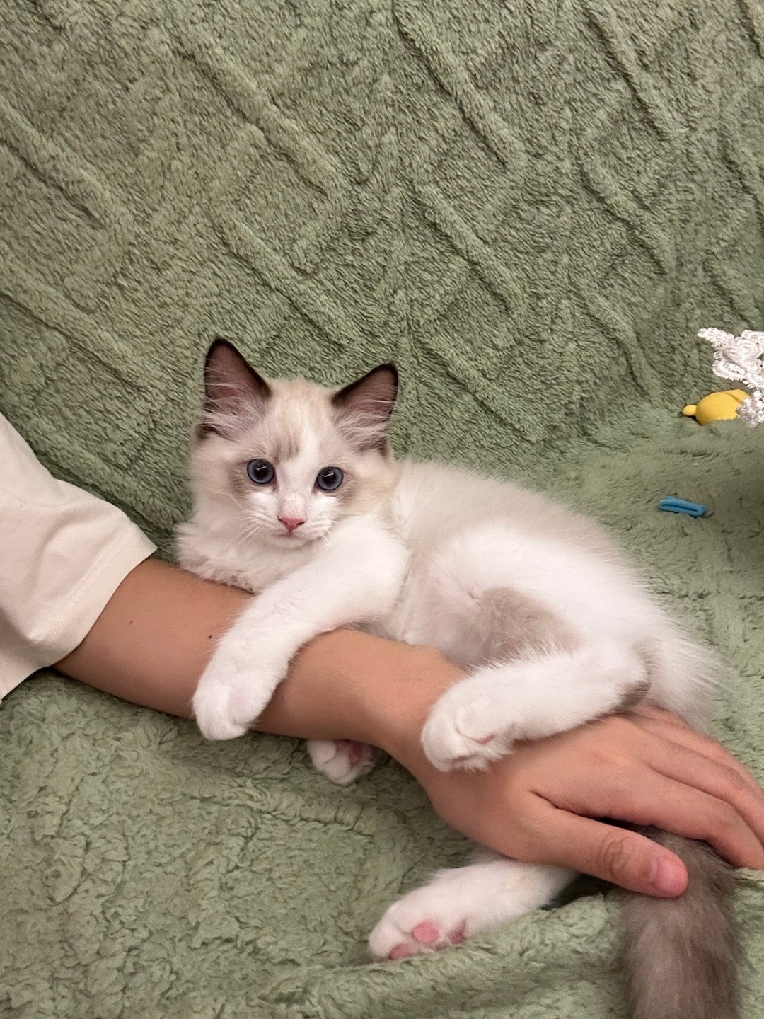 成都性格超乖小布偶找领养～🐈我最近刚带回家的一只布偶弟弟，两个半月大，生日5月